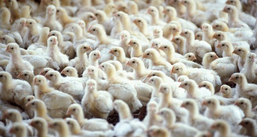 Alimentación para la avicultura.